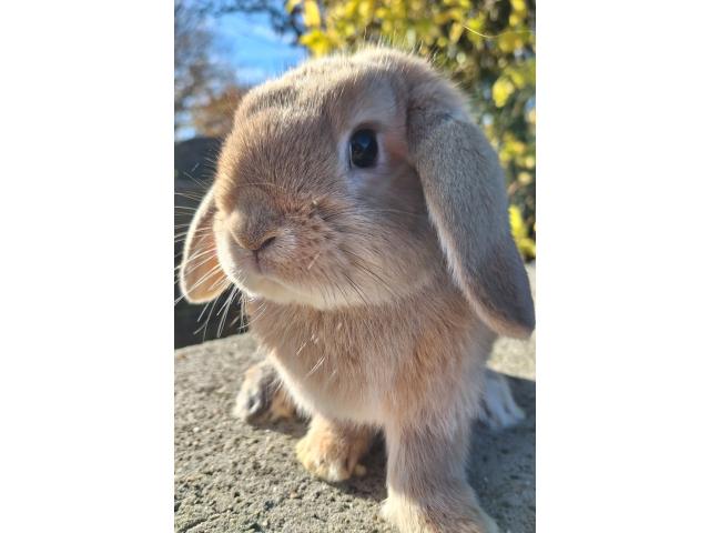 Jeune lapin nain bélier