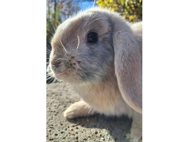 Jeune lapin nain bélier