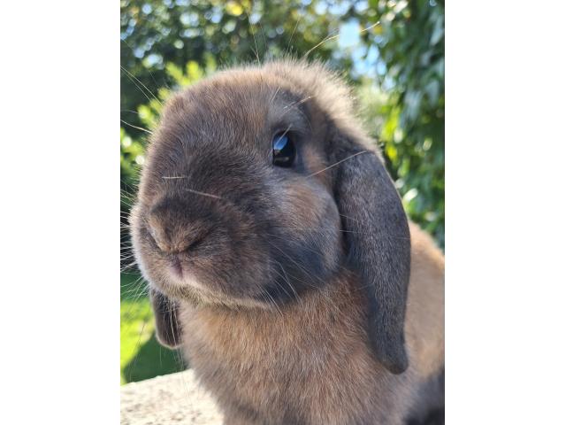 Jeune lapin nain bélier