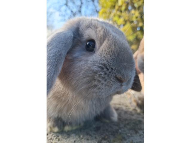 Jeune lapin nain bélier