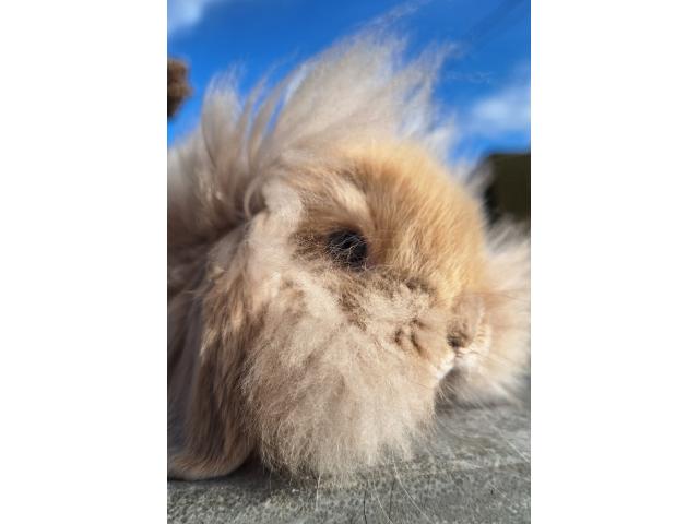 Photo Jeune lapin nain bélier image 1/3