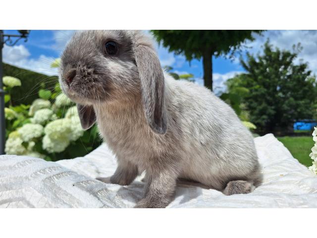 Jeune lapin nain bélier mâle