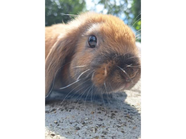 Jeune lapin nain bélier mâle