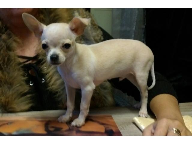 Photo Jeune mâle Chihuahua à vendre. image 1/2