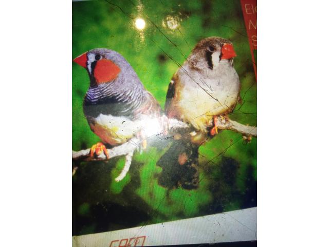 Jeune mandarins