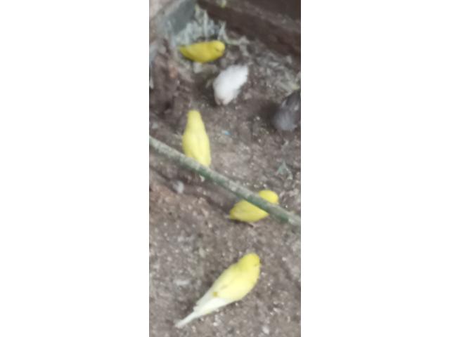 Jeune perruche ondulée