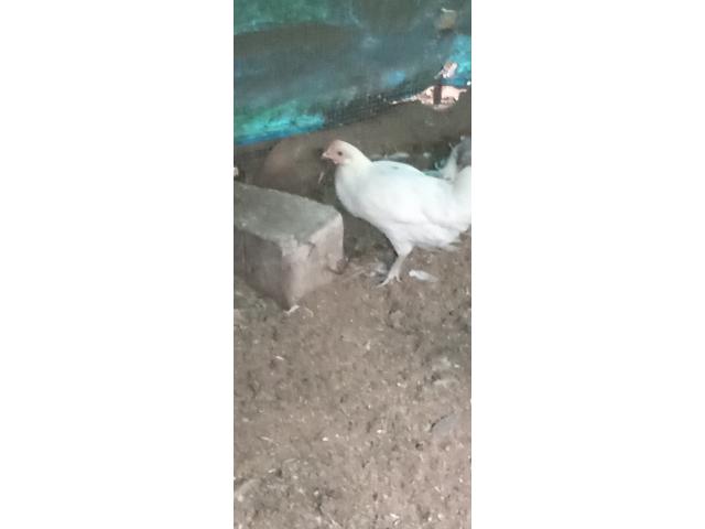 Jeune poule semi leghorn