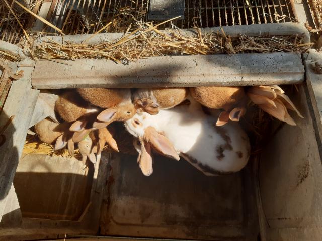 Jeunes lapins