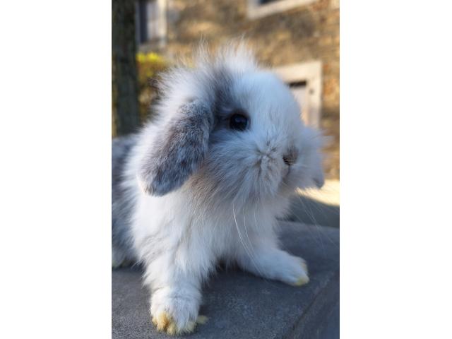 Jeunes lapins nains bélier