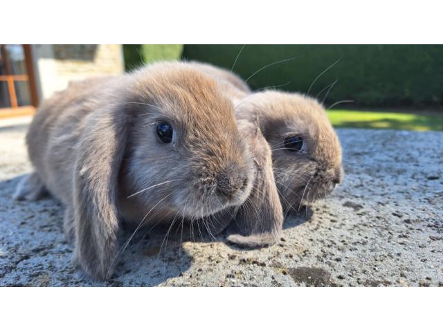 Jeunes lapins nains bélier