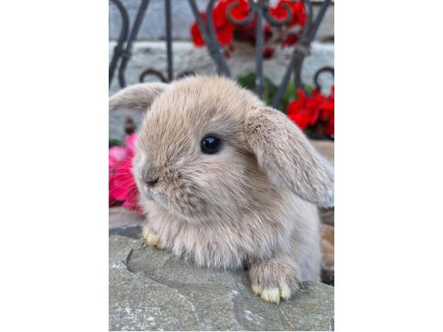 Jeunes lapins nains bélier