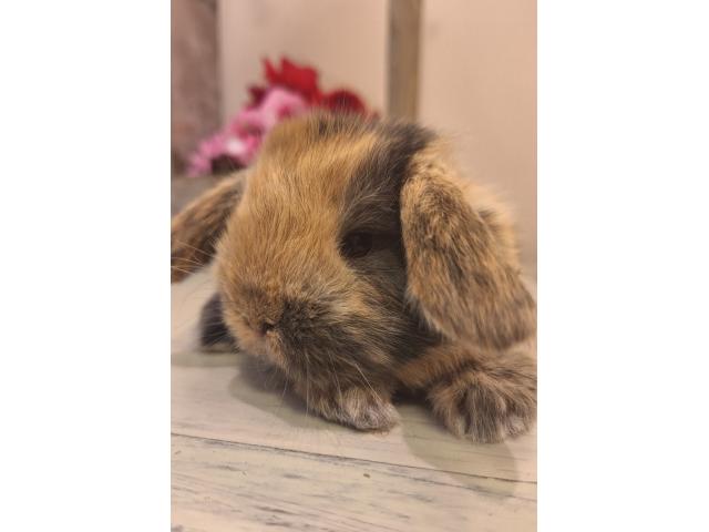 Jeunes lapins nains bélier