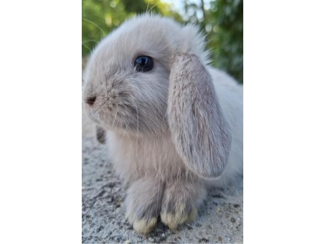Jeunes lapins nains bélier