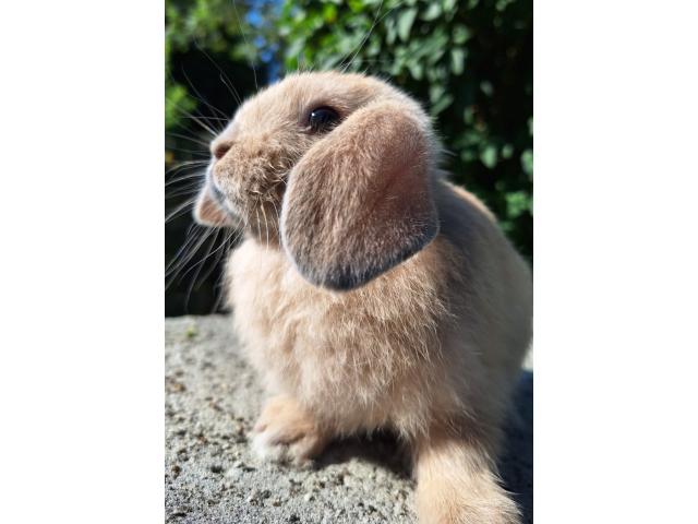 Jeunes lapins nains bélier