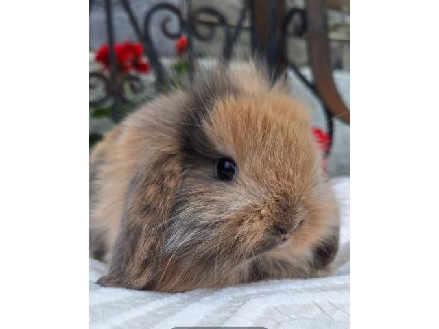 Jeunes lapins nains bélier
