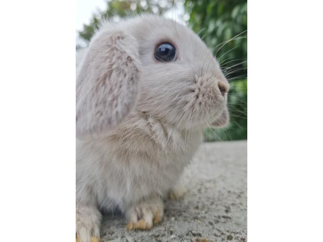 Jeunes lapins nains bélier