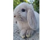 Annonce Jeunes lapins nains bélier
