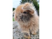 Annonce Jeunes lapins nains bélier