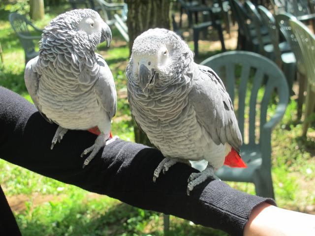 Jeunes Perroquets Gris du Gabon Eam