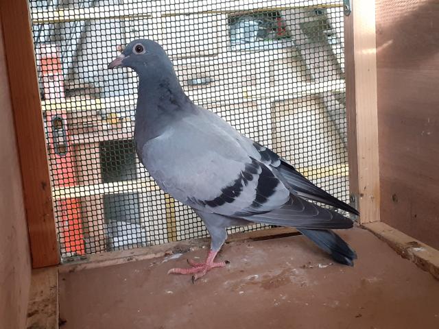 JEUNES PIGEONS BLEUS