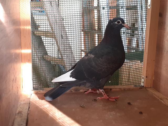 JEUNES PIGEONS NOIRS ou NOIRS à VOL BLANC
