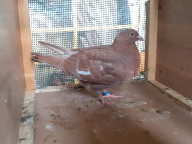 JEUNES PIGEONS ROUGES CHOCOS
