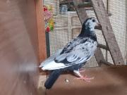 Annonce JEUNES PIGEONS TYPE VOYAGEUR DE RACE PIÉTRAIN