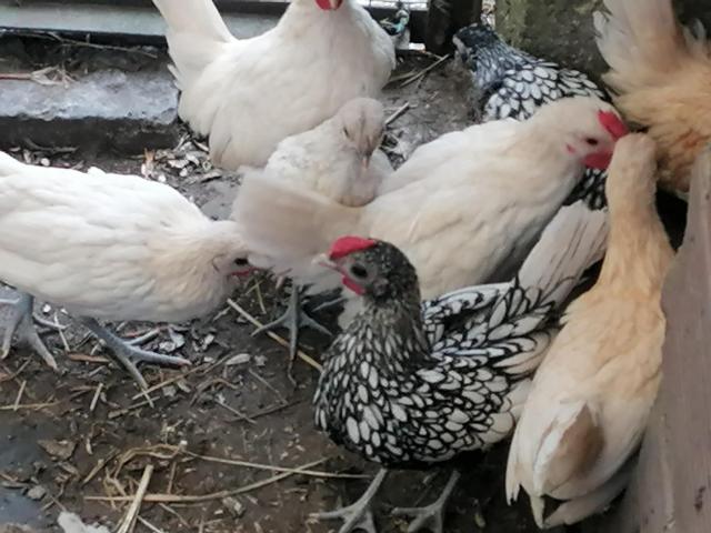 jeunes poules sebright citron ou blanc ou brun ou argenté