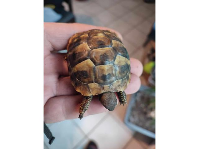 Jeunes tortues Hermann Boettgeri