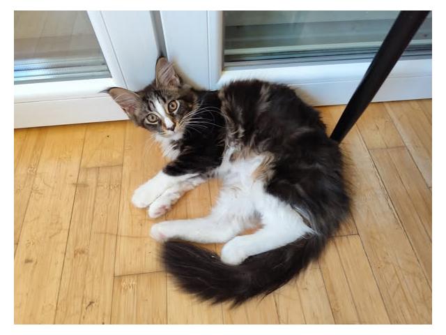 Joli chaton mâle tricolore Maine Coon