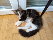Annonce Joli chaton mâle tricolore Maine Coon
