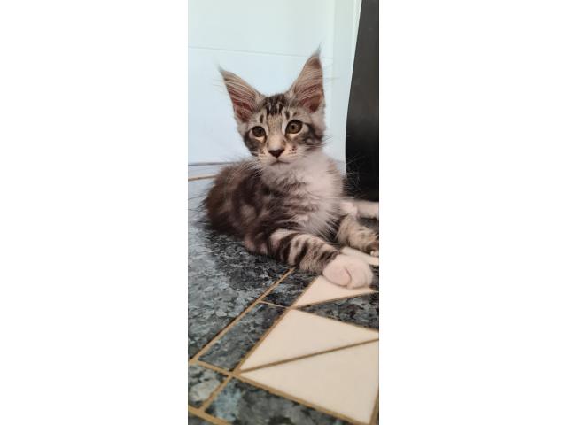 Jolies Chatons Maine Coon avec Pedigree Luxembourg