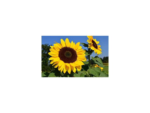 L'été 2026 de la poésie en Occitanie