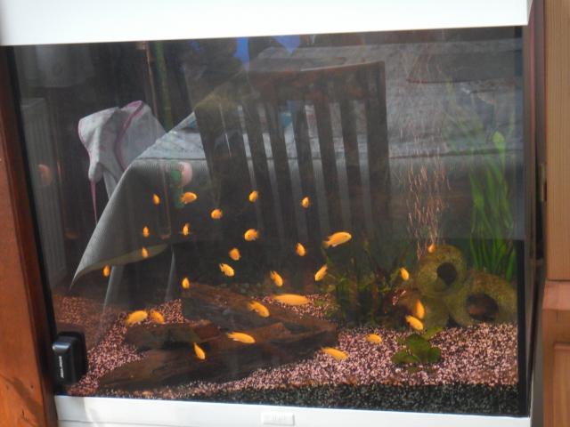 Photo Labidochromis yellow a donner région verviers image 1/2