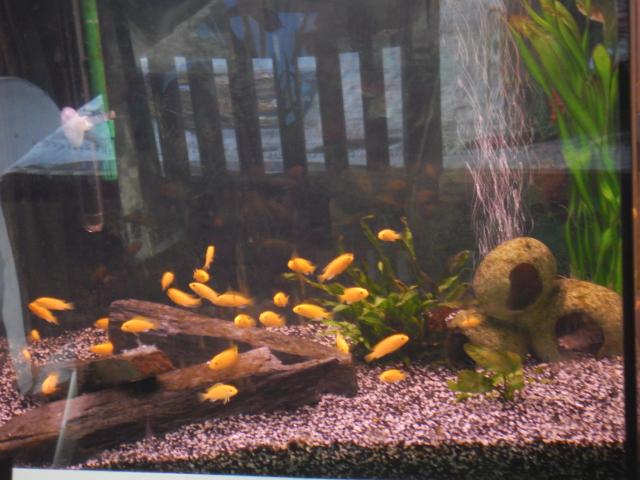 Photo Labidochromis yellow a donner région verviers image 1/1