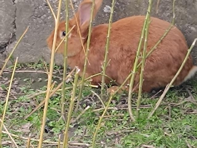 Lapin a vendre
