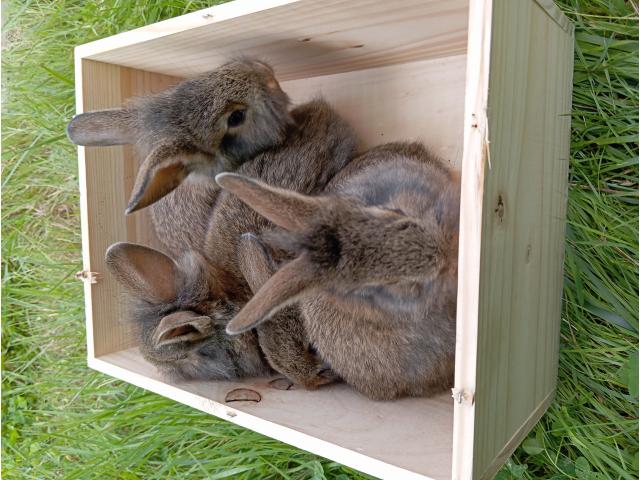 Lapin croisé