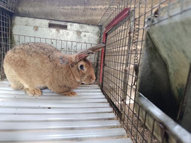 Lapin mâle fauve de bourgogne