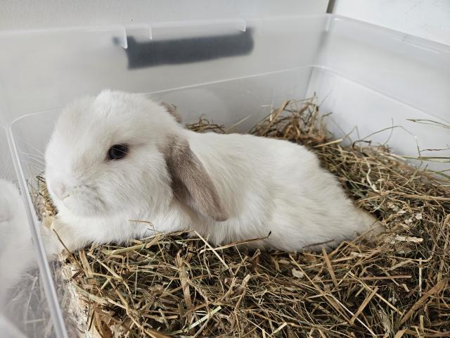 Lapin minilop