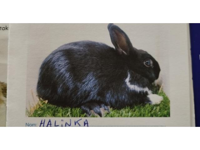 lapin nain
