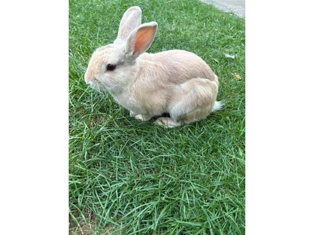 Lapin nain