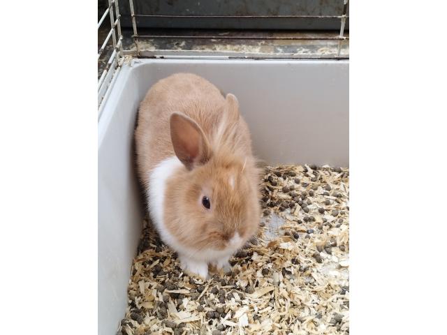 Lapin nain