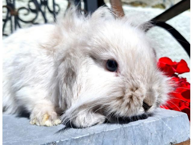 Lapin nain