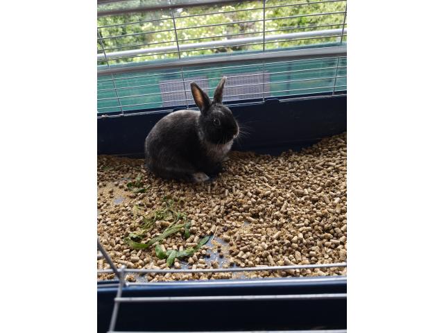 Lapin nain