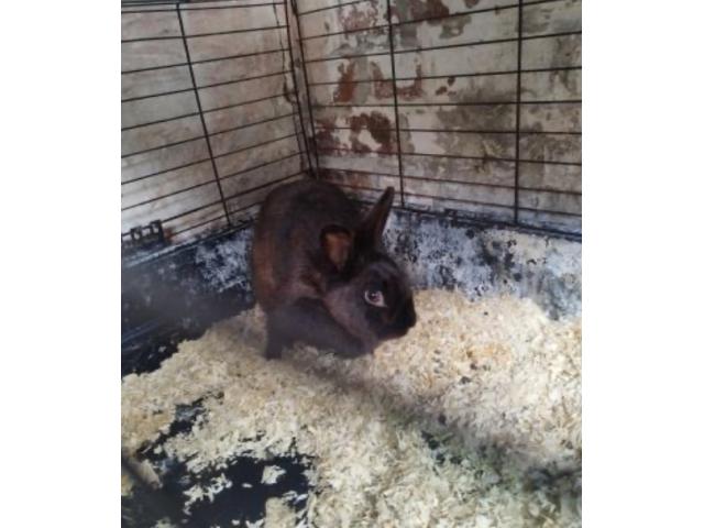 Lapin nain