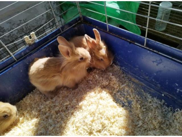 Photo Lapin nain image 1/3