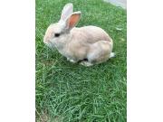 Annonce Lapin nain