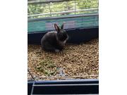 Annonce Lapin nain