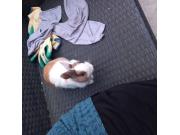 Annonce Lapin nain  de 3 mois