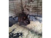 Annonce Lapin nain